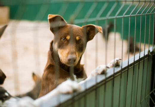 A Xunta concede máis de 400.000 euros en axudas a 12 asociacións protectoras e 17 entidades locais para o coidado de animais domésticos abandonados